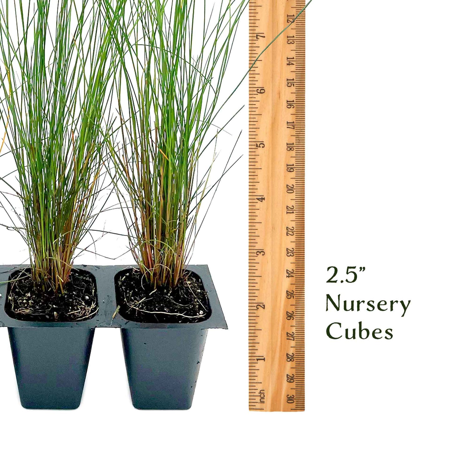 Pink Muhly Grass (Muhlenbergia capillaris) in 2.5" Nursery Cubes