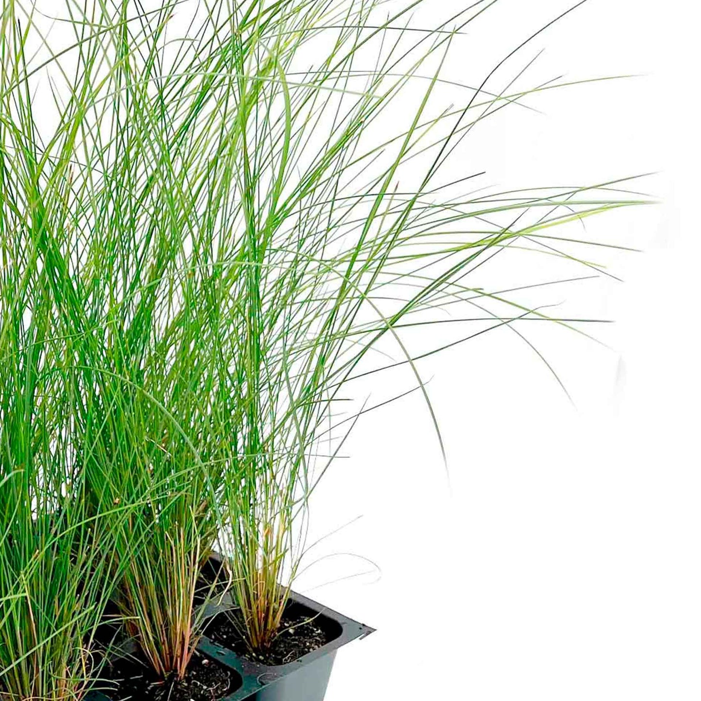 Pink Muhly Grass (Muhlenbergia capillaris) in 2.5" Nursery Cubes