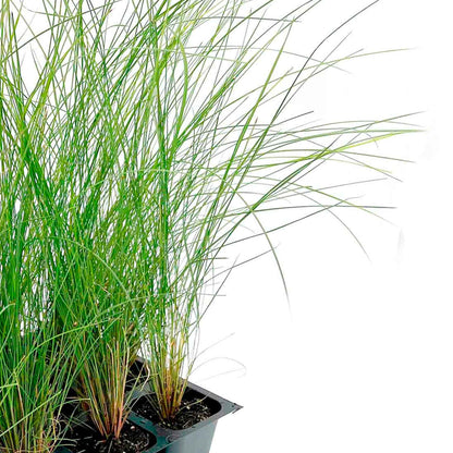 Pink Muhly Grass (Muhlenbergia capillaris) in 2.5" Nursery Cubes