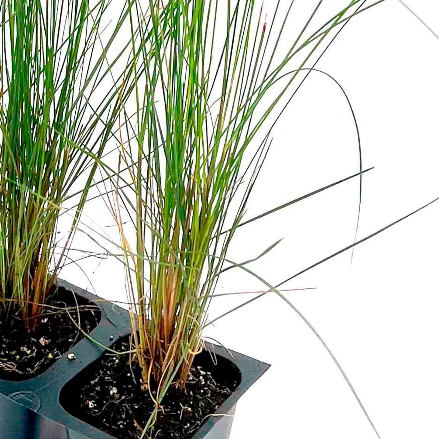 Pink Muhly Grass (Muhlenbergia capillaris) in 2.5" Nursery Cubes