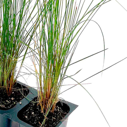 Pink Muhly Grass (Muhlenbergia capillaris) in 2.5" Nursery Cubes