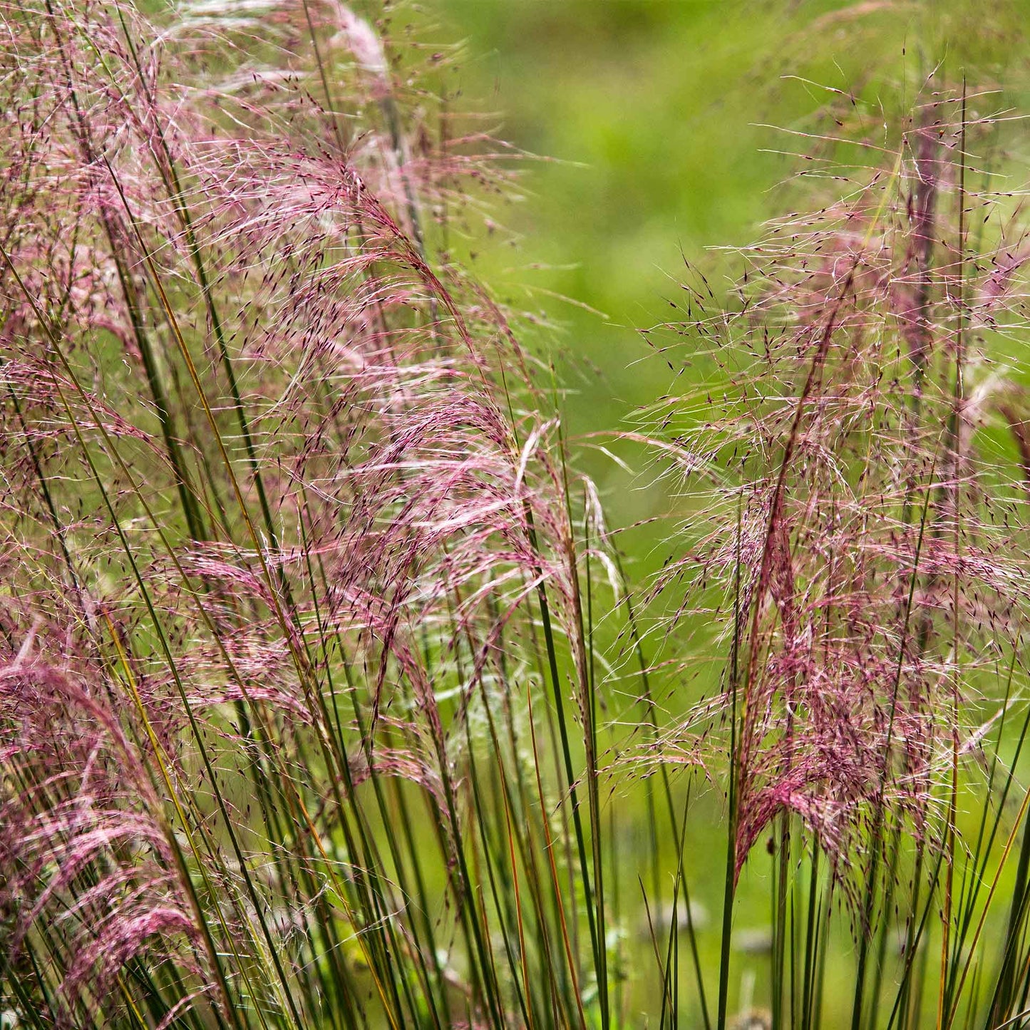 Pink Muhly Grass (Muhlenbergia capillaris) in 2.5" Nursery Cubes