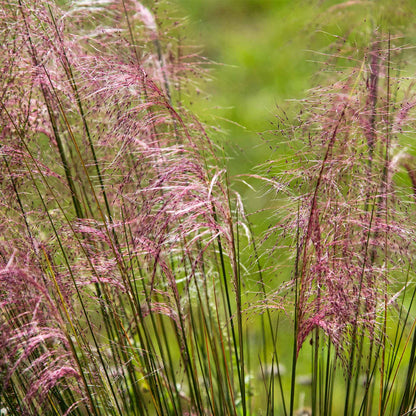 Pink Muhly Grass (Muhlenbergia capillaris) in 2.5" Nursery Cubes