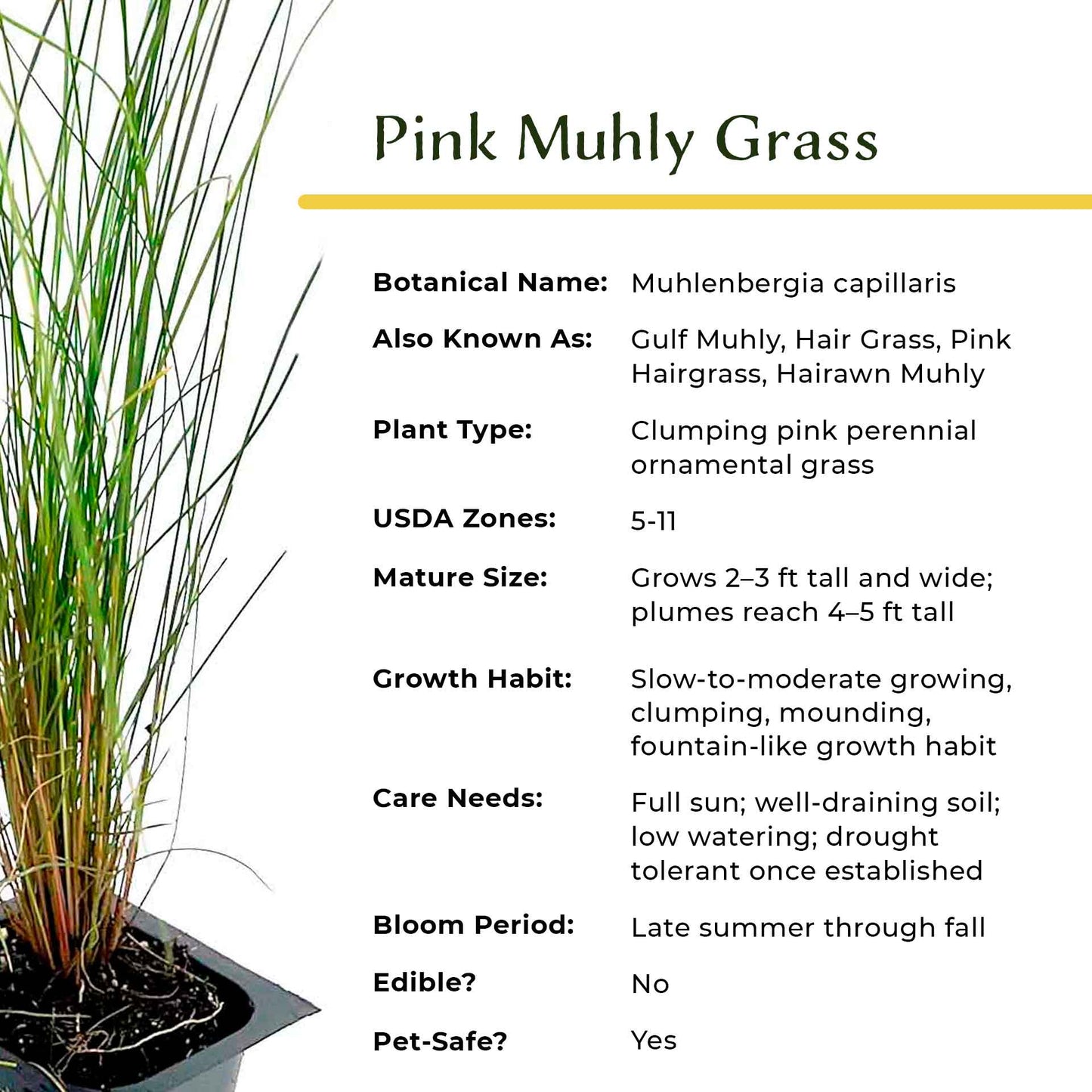 Pink Muhly Grass (Muhlenbergia capillaris) in 2.5" Nursery Cubes