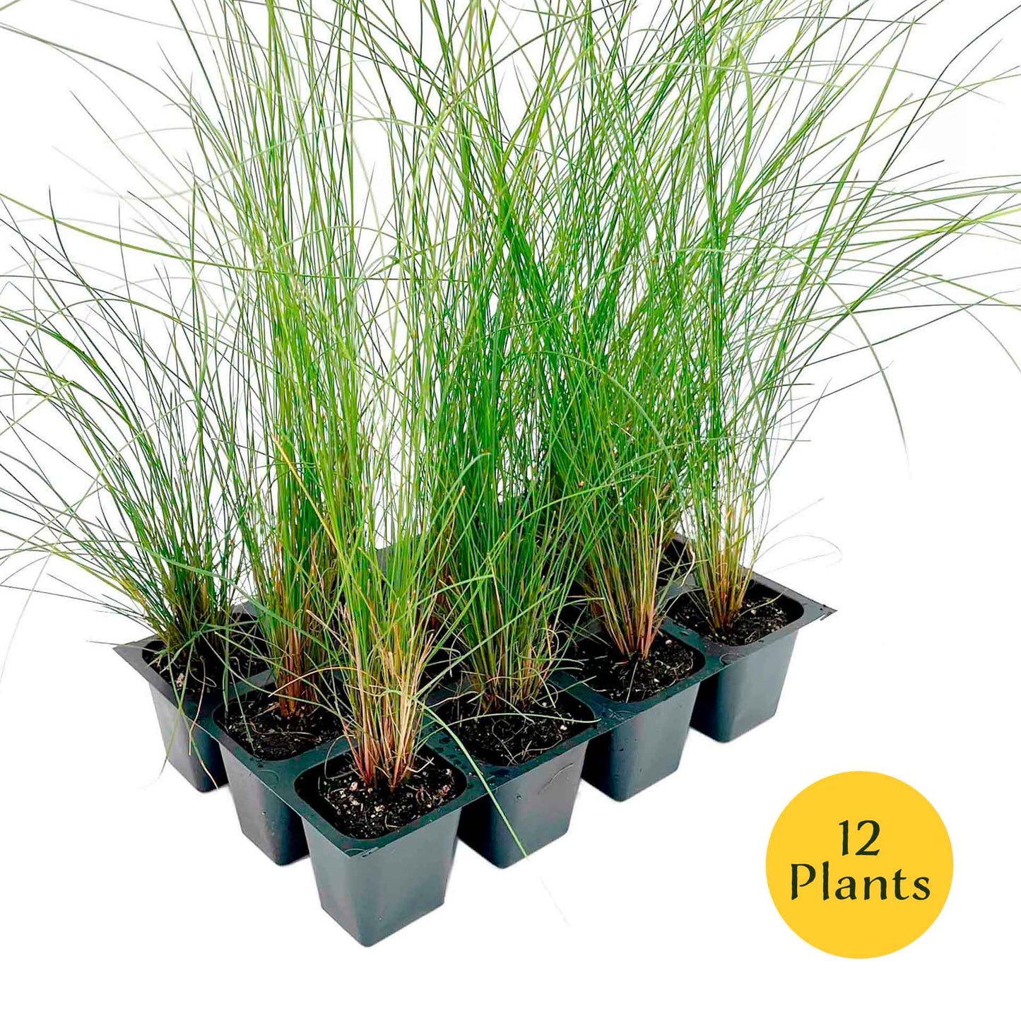 Pink Muhly Grass (Muhlenbergia capillaris) in 2.5" Nursery Cubes