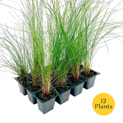 Pink Muhly Grass (Muhlenbergia capillaris) in 2.5" Nursery Cubes