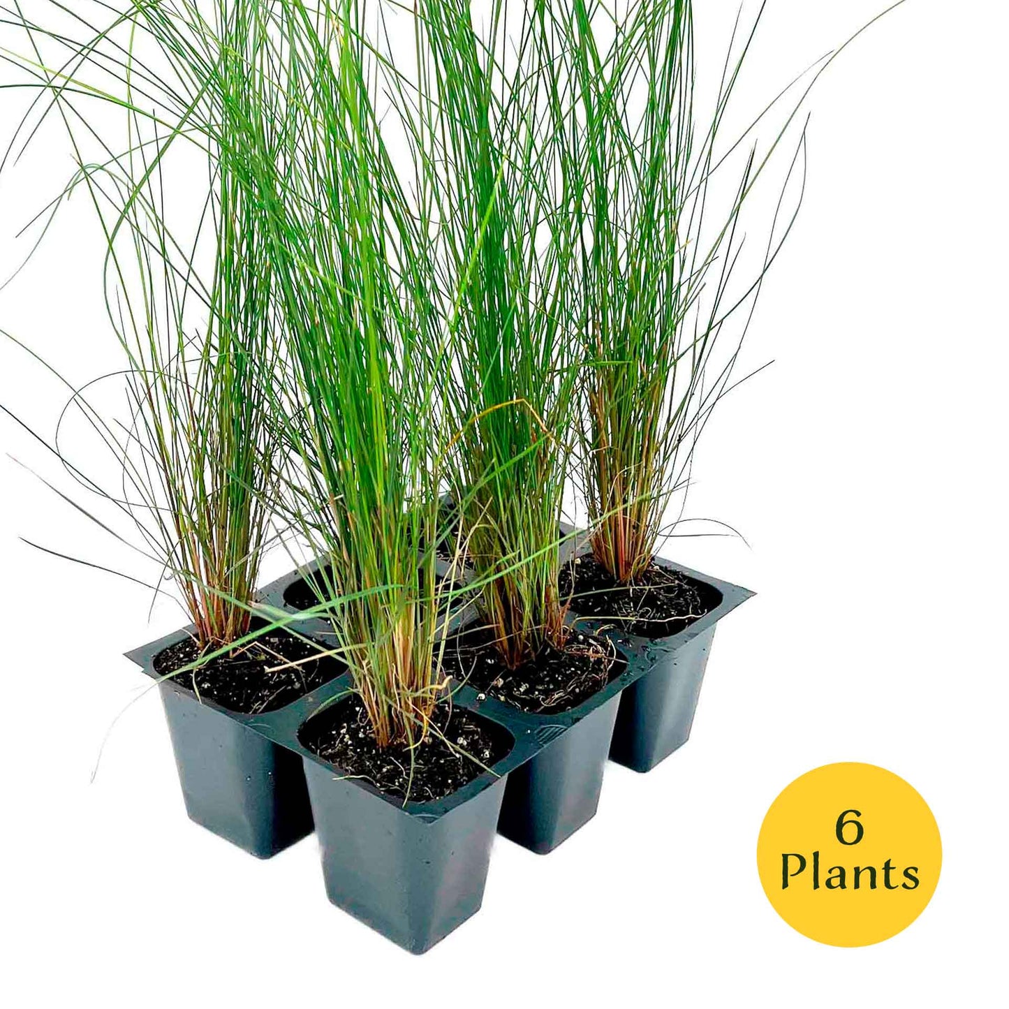 Pink Muhly Grass (Muhlenbergia capillaris) in 2.5" Nursery Cubes