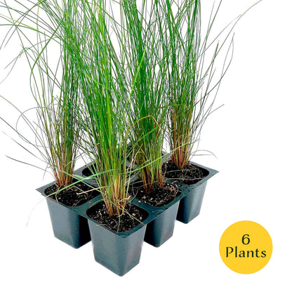 Pink Muhly Grass (Muhlenbergia capillaris) in 2.5" Nursery Cubes