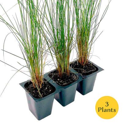 Pink Muhly Grass (Muhlenbergia capillaris) in 2.5" Nursery Cubes