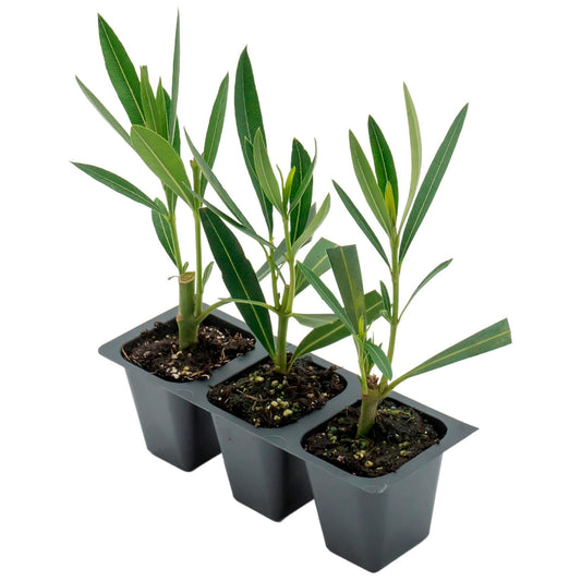Pink Oleander | Live Plant in 2.5 Inch Nursery Cube | Nerium oleander 'Pink'