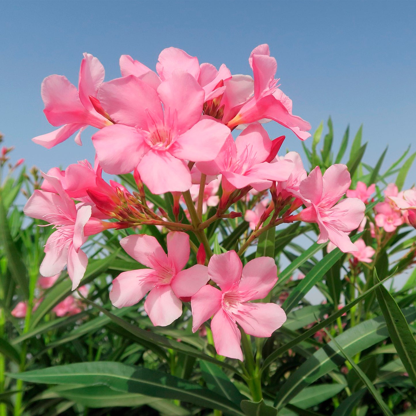 Pink Oleander | Live Plant in 2.5 Inch Nursery Cube | Nerium oleander 'Pink'