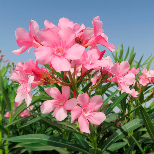 Pink Oleander | Live Plant in 2.5 Inch Nursery Cube | Nerium oleander 'Pink'
