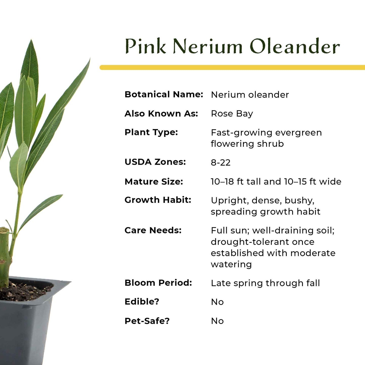 Pink Oleander in 2.5” Nursery Cubes (Nerium oleander)