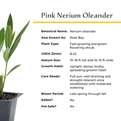 Pink Oleander in 2.5” Nursery Cubes (Nerium oleander)