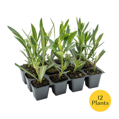 Pink Oleander in 2.5” Nursery Cubes (Nerium oleander)