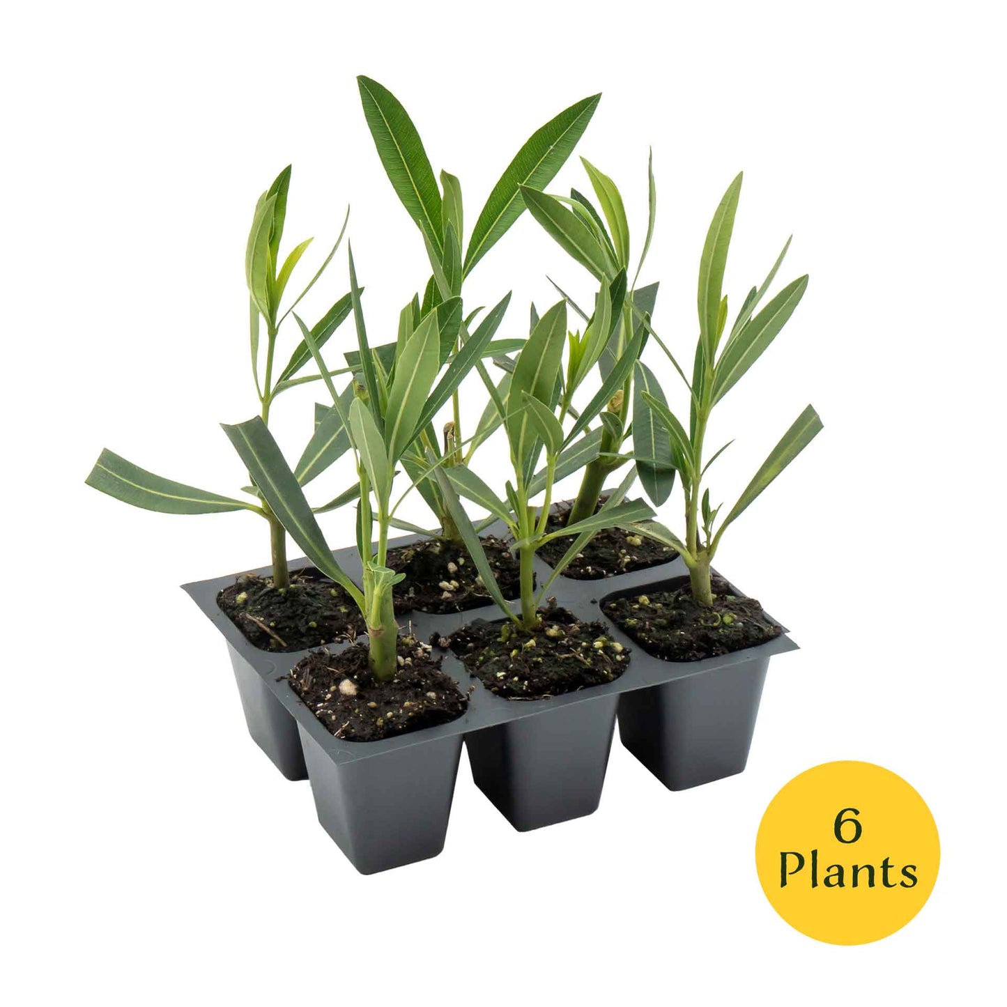 Pink Oleander in 2.5” Nursery Cubes (Nerium oleander)