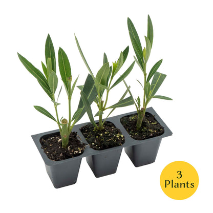 Pink Oleander in 2.5” Nursery Cubes (Nerium oleander)