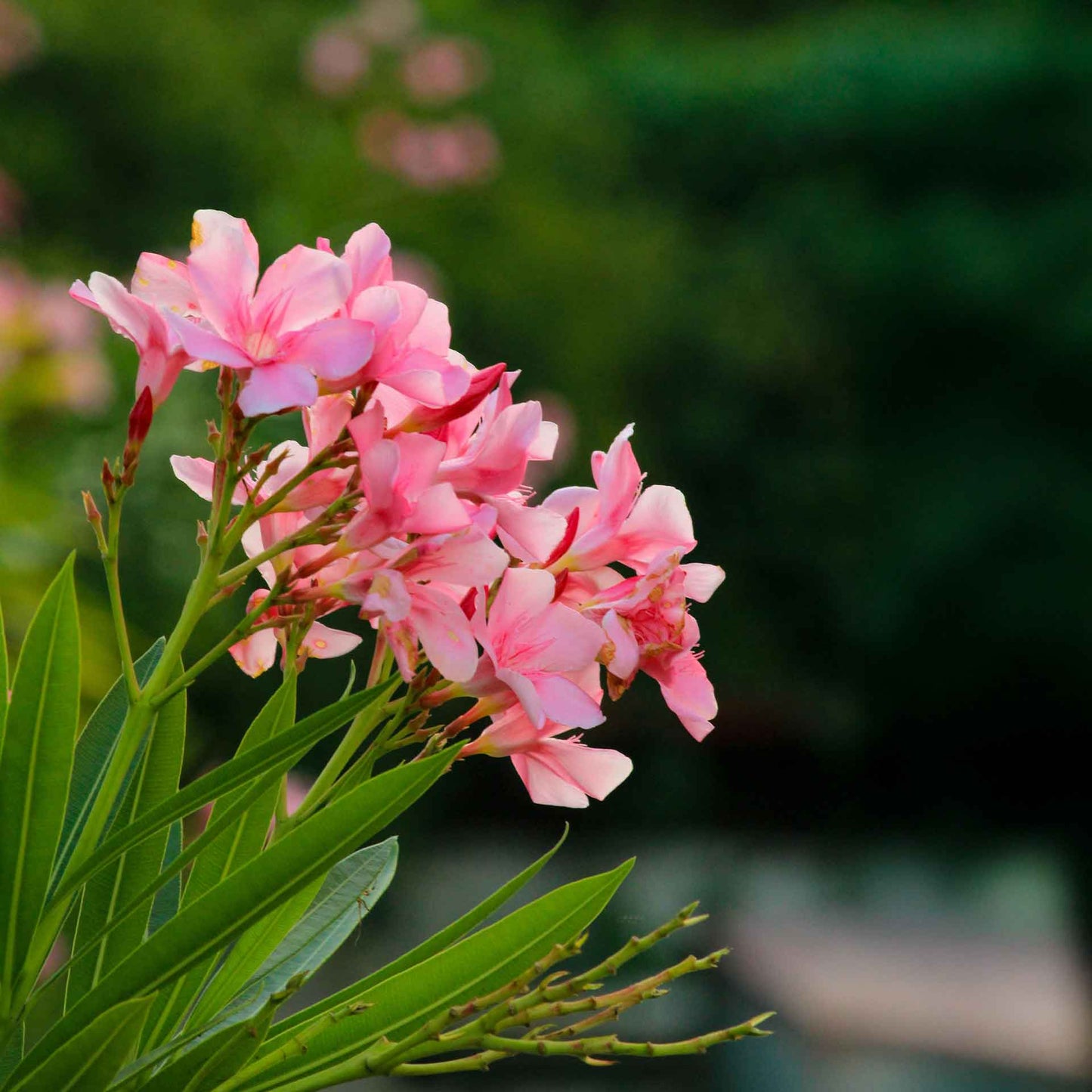 Pink Oleander in 2.5” Nursery Cubes (Nerium oleander)