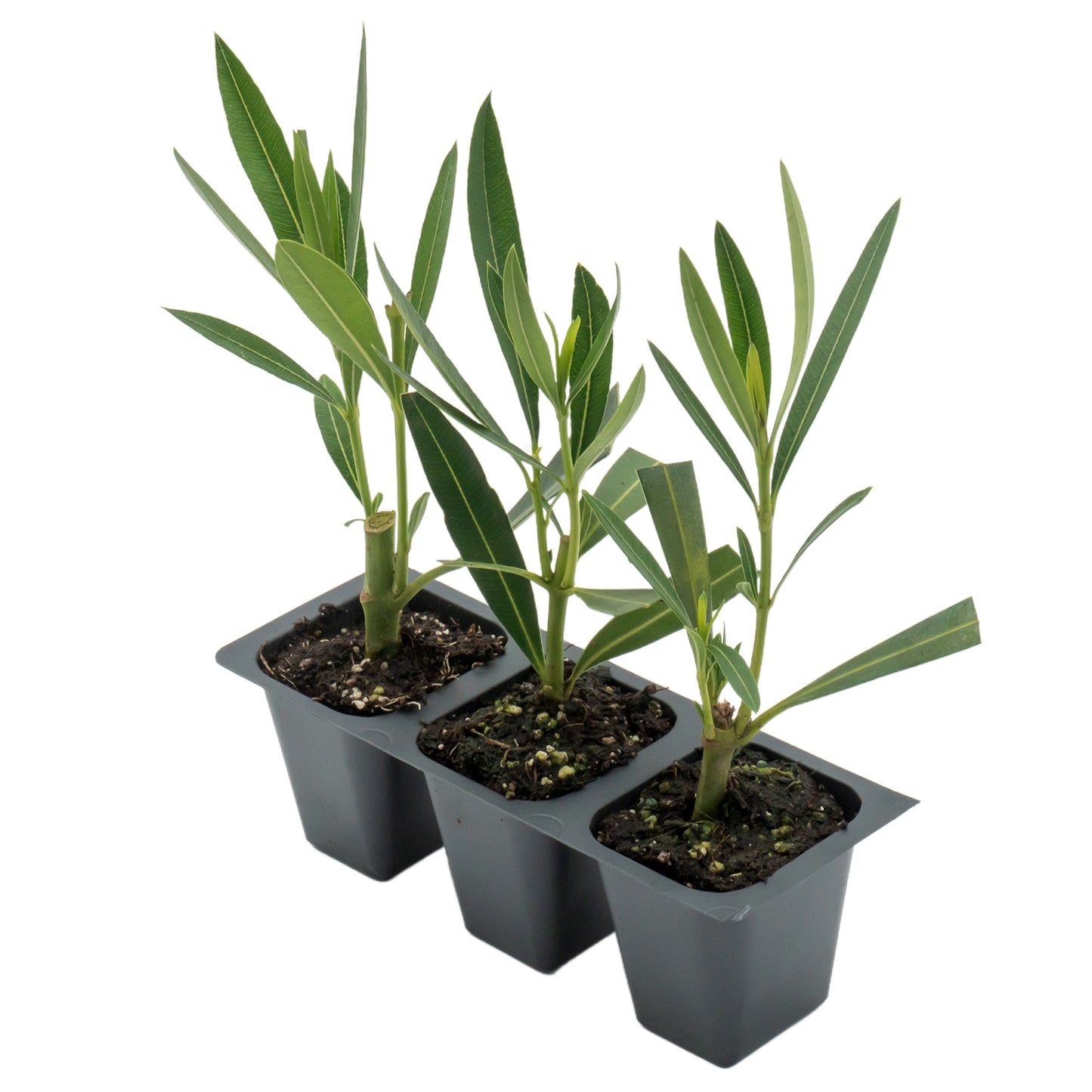 Pink Oleander in 2.5” Nursery Cubes (Nerium oleander)