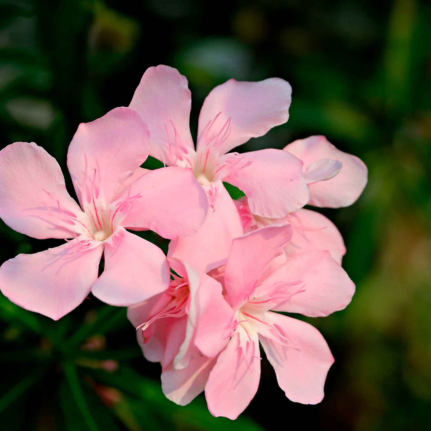 Pink Oleander in 2.5” Nursery Cubes (Nerium oleander)