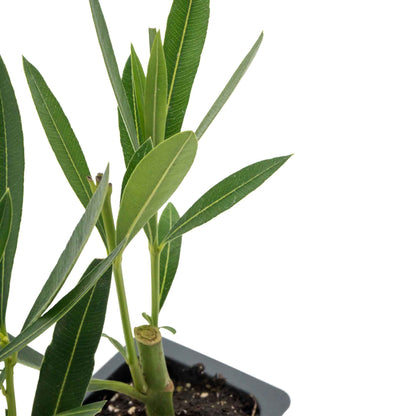 Pink Oleander in 2.5” Nursery Cubes (Nerium oleander)