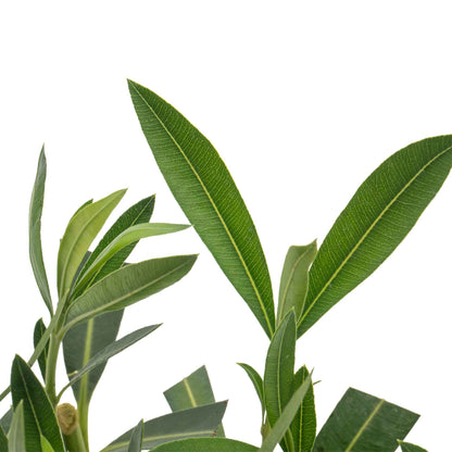 Pink Oleander in 2.5” Nursery Cubes (Nerium oleander)