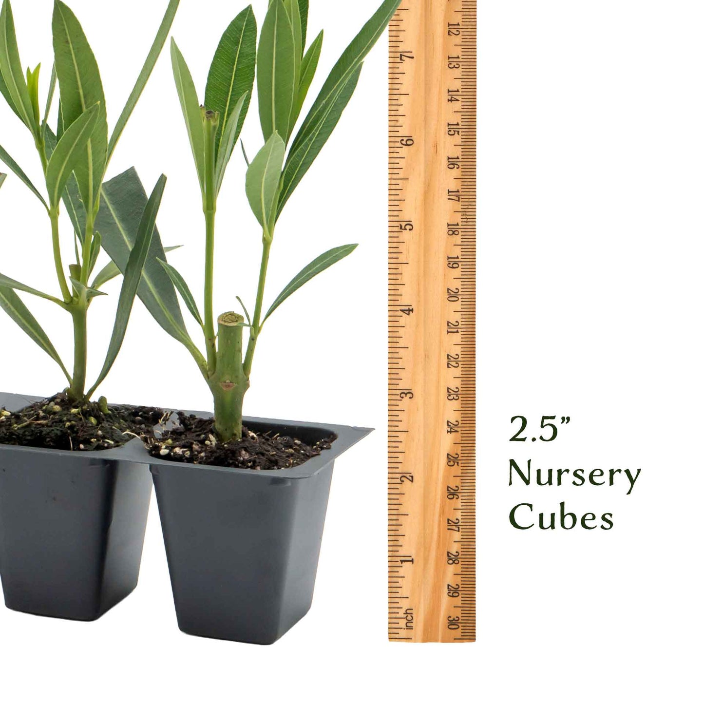 Pink Oleander in 2.5” Nursery Cubes (Nerium oleander)