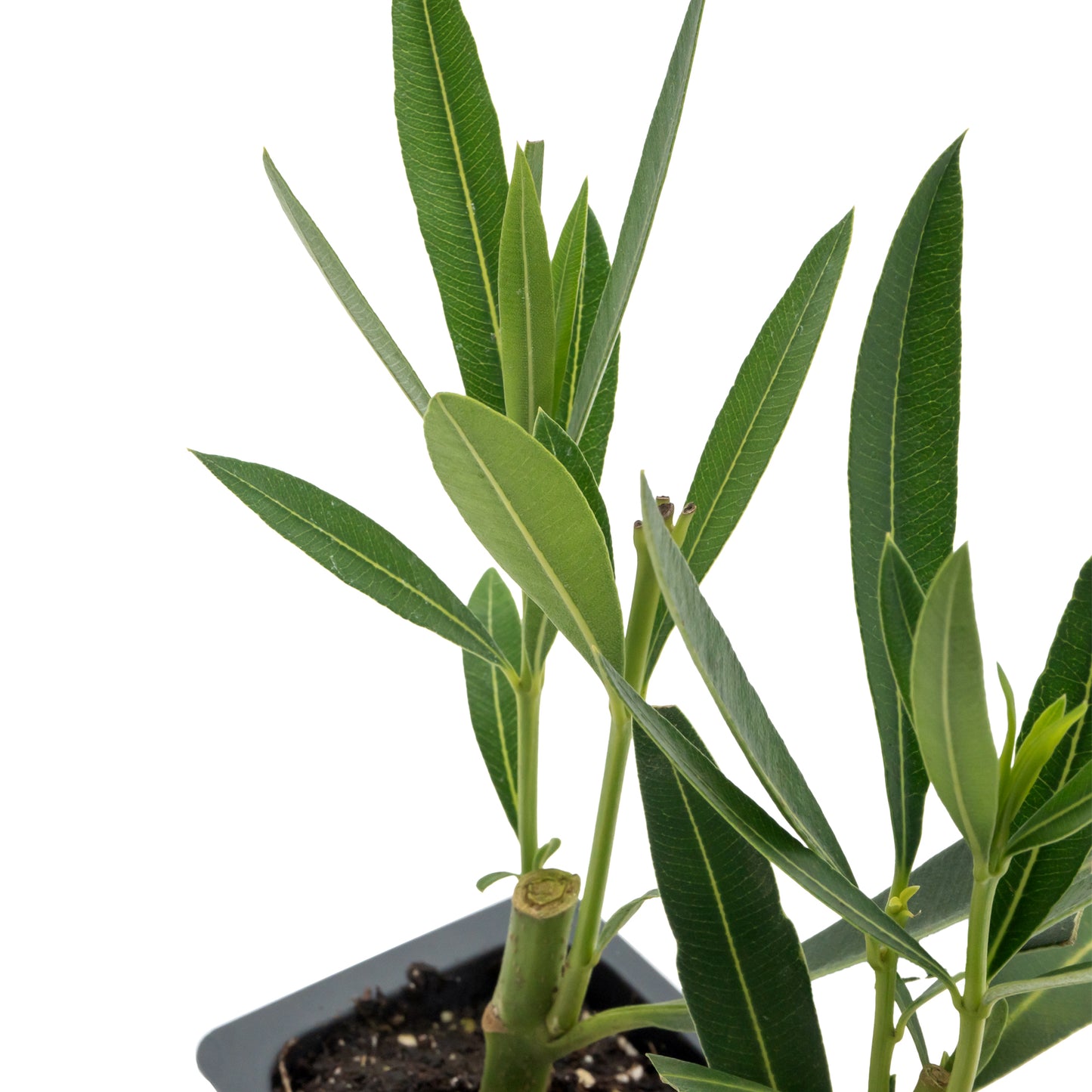 Pink Oleander | Live Plant in 2.5 Inch Nursery Cube | Nerium oleander 'Pink'