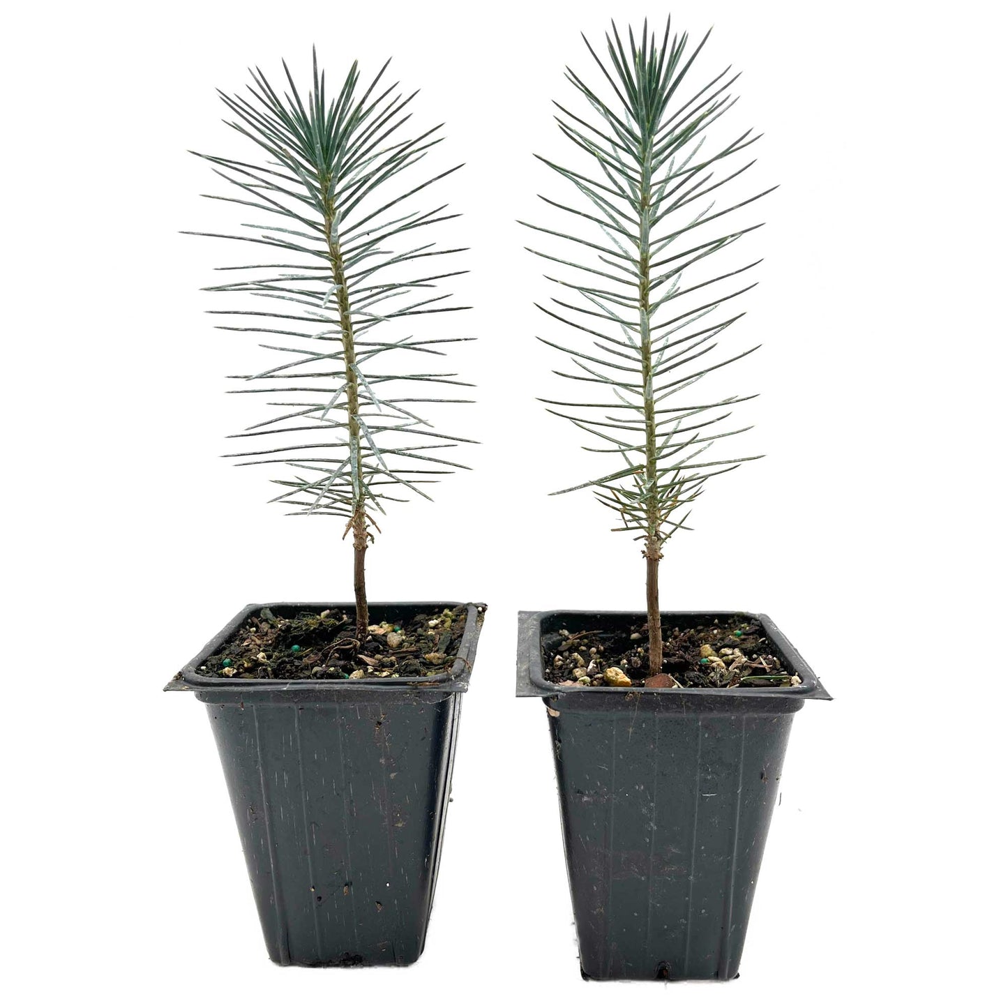 2 Pinyon Pine Saplings (Pinus edulis) | Slow-Growing Compact Evergreen Conifer Tree with Edible Nut-Producing Cones for Yards & Gardens