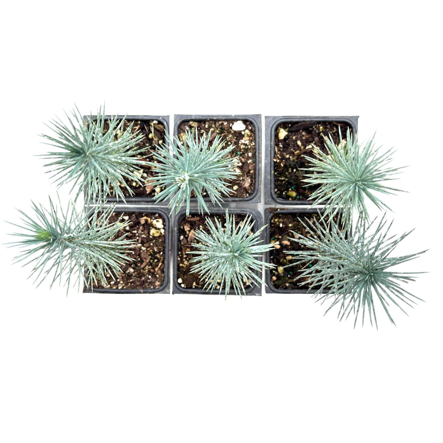 2 Pinyon Pine Saplings (Pinus edulis) | Slow-Growing Compact Evergreen Conifer Tree with Edible Nut-Producing Cones for Yards & Gardens