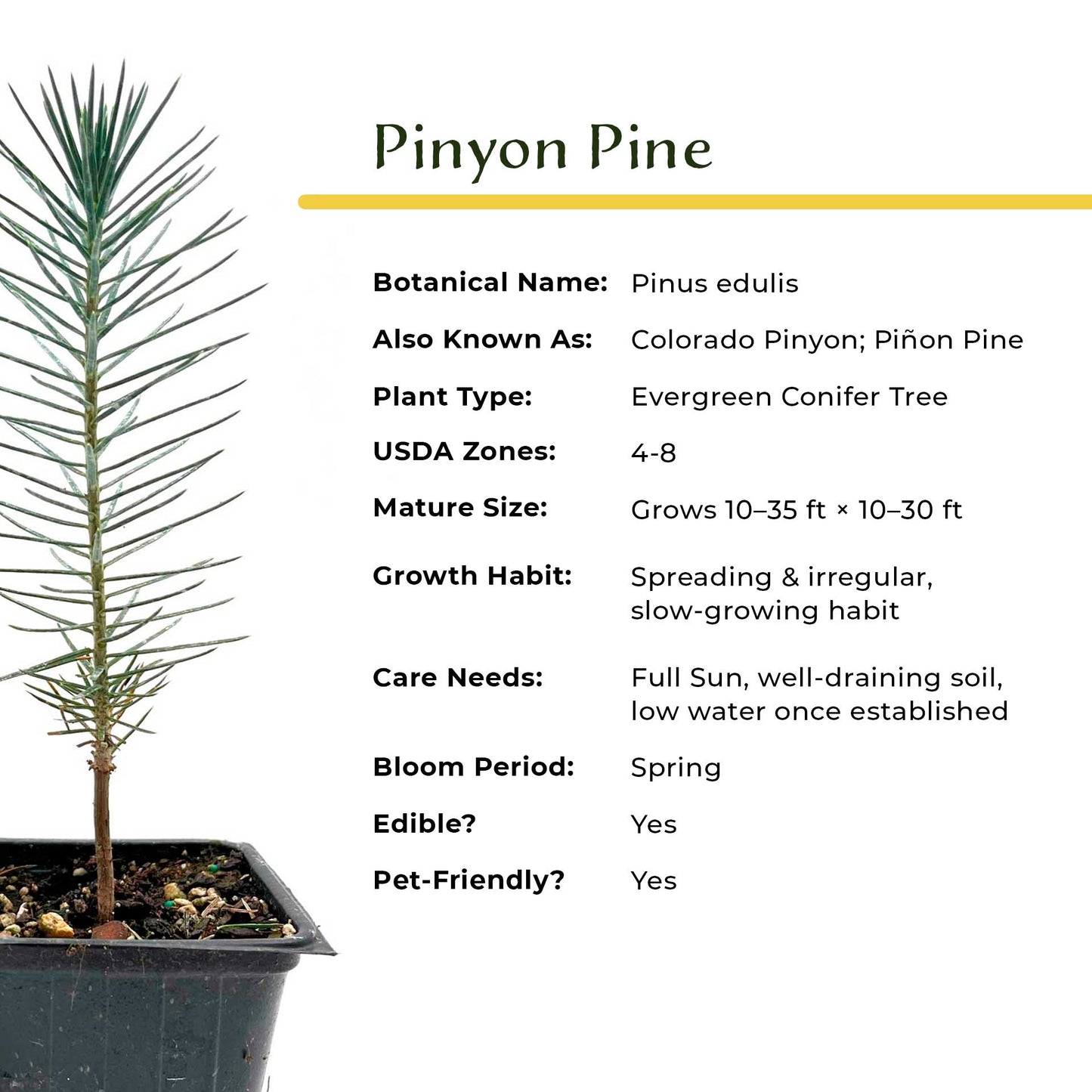 2 Pinyon Pine Saplings (Pinus edulis) | Slow-Growing Compact Evergreen Conifer Tree with Edible Nut-Producing Cones for Yards & Gardens