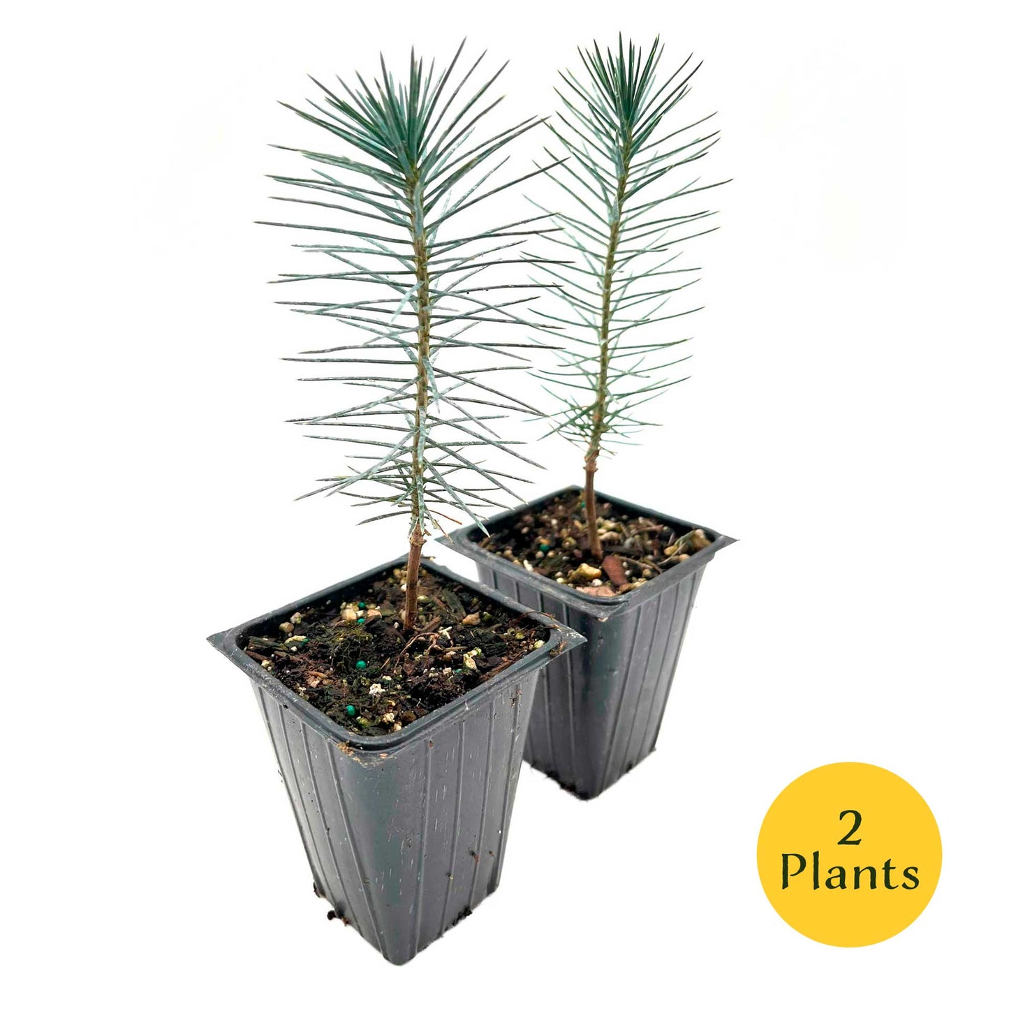 2 Pinyon Pine Saplings (Pinus edulis) | Slow-Growing Compact Evergreen Conifer Tree with Edible Nut-Producing Cones for Yards & Gardens