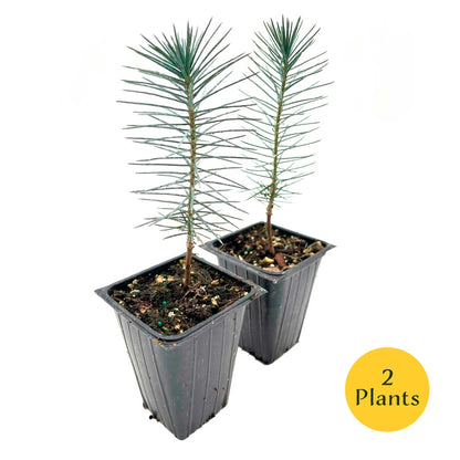 2 Pinyon Pine Saplings (Pinus edulis) | Slow-Growing Compact Evergreen Conifer Tree with Edible Nut-Producing Cones for Yards & Gardens