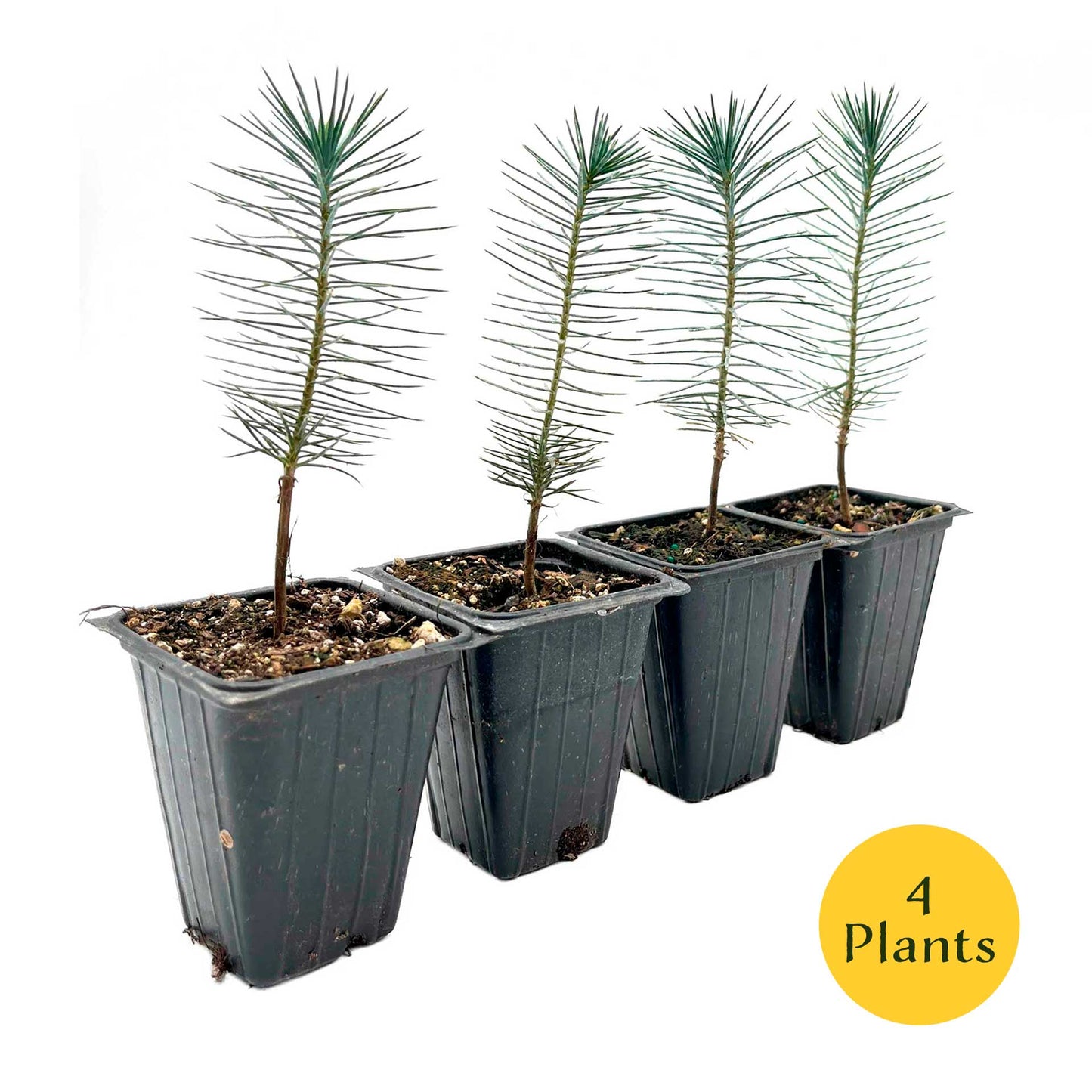 2 Pinyon Pine Saplings (Pinus edulis) | Slow-Growing Compact Evergreen Conifer Tree with Edible Nut-Producing Cones for Yards & Gardens
