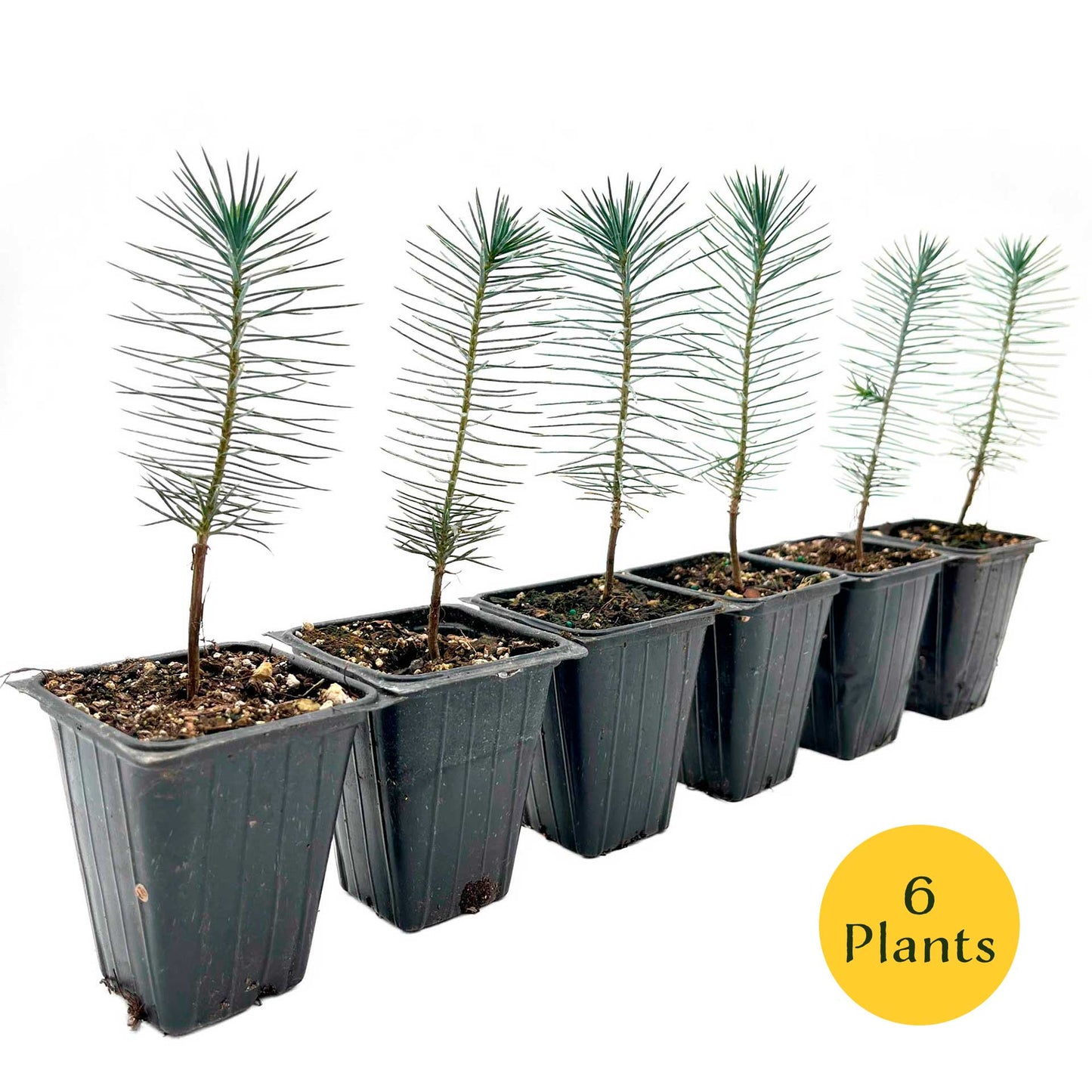 2 Pinyon Pine Saplings (Pinus edulis) | Slow-Growing Compact Evergreen Conifer Tree with Edible Nut-Producing Cones for Yards & Gardens