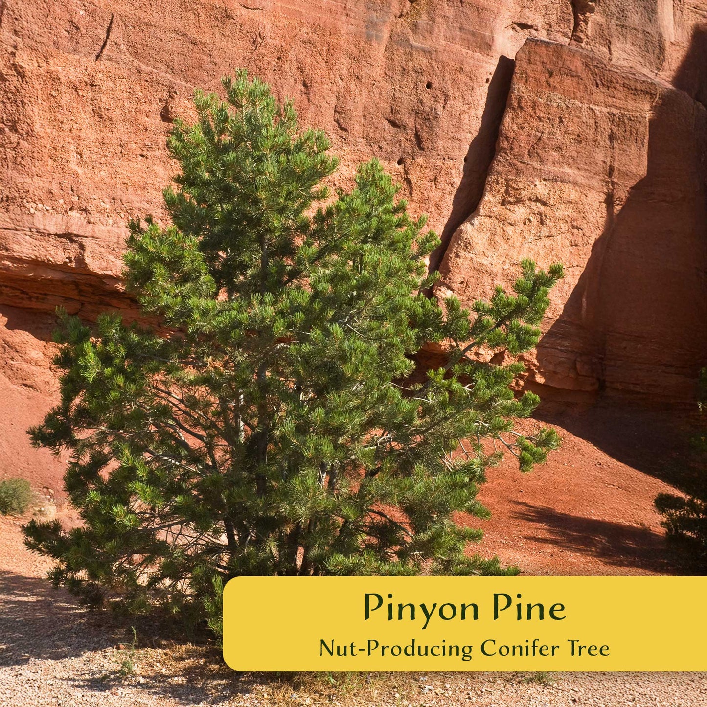 2 Pinyon Pine Saplings (Pinus edulis) | Slow-Growing Compact Evergreen Conifer Tree with Edible Nut-Producing Cones for Yards & Gardens