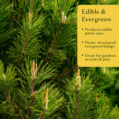 2 Pinyon Pine Saplings (Pinus edulis) | Slow-Growing Compact Evergreen Conifer Tree with Edible Nut-Producing Cones for Yards & Gardens