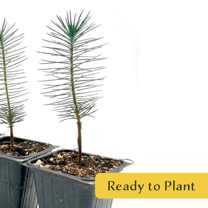 2 Pinyon Pine Saplings (Pinus edulis) | Slow-Growing Compact Evergreen Conifer Tree with Edible Nut-Producing Cones for Yards & Gardens
