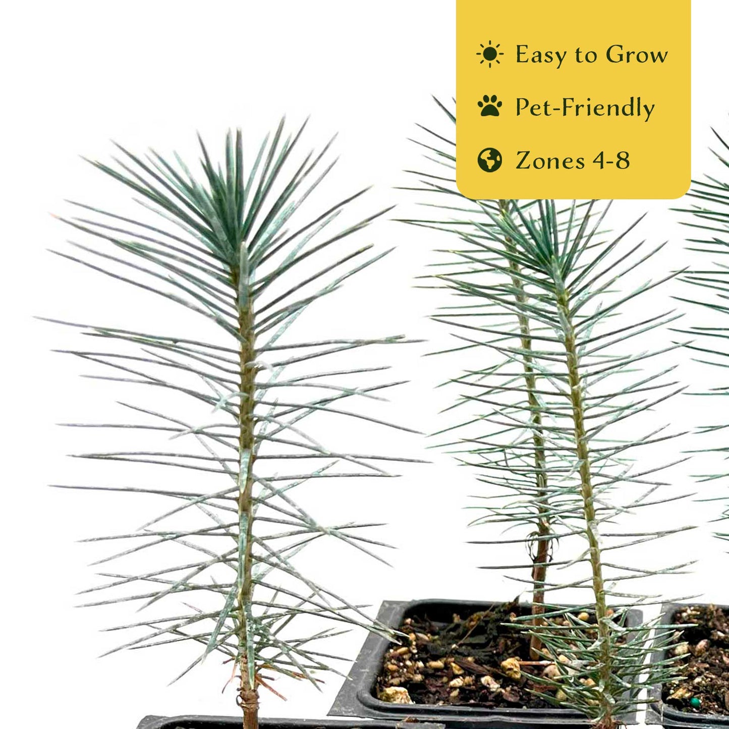 2 Pinyon Pine Saplings (Pinus edulis) | Slow-Growing Compact Evergreen Conifer Tree with Edible Nut-Producing Cones for Yards & Gardens