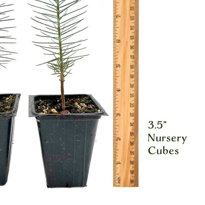 2 Pinyon Pine Saplings (Pinus edulis) | Slow-Growing Compact Evergreen Conifer Tree with Edible Nut-Producing Cones for Yards & Gardens