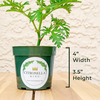 Citronella | Live Herb in 4 Inch Nursery Pot | Pelargonium graveolens