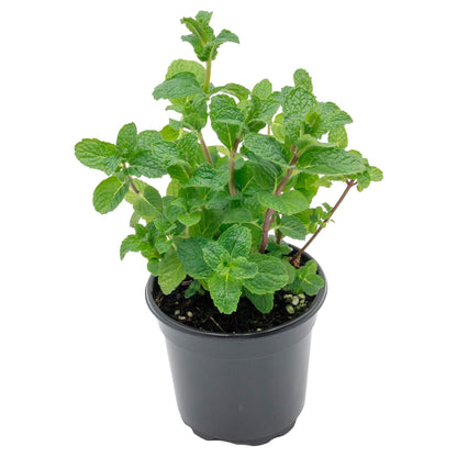 Spearmint | Live Herb in 4 Inch Nursery Pot | Mentha Spicata