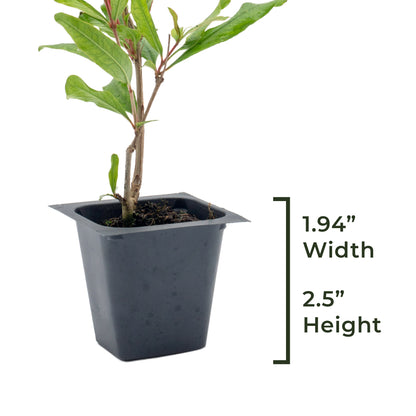 Pomegranate "Wonderful" Tree | Live Sapling in 2.5 Inch Nursery Cube | Punica Granatum 'Wonderful'