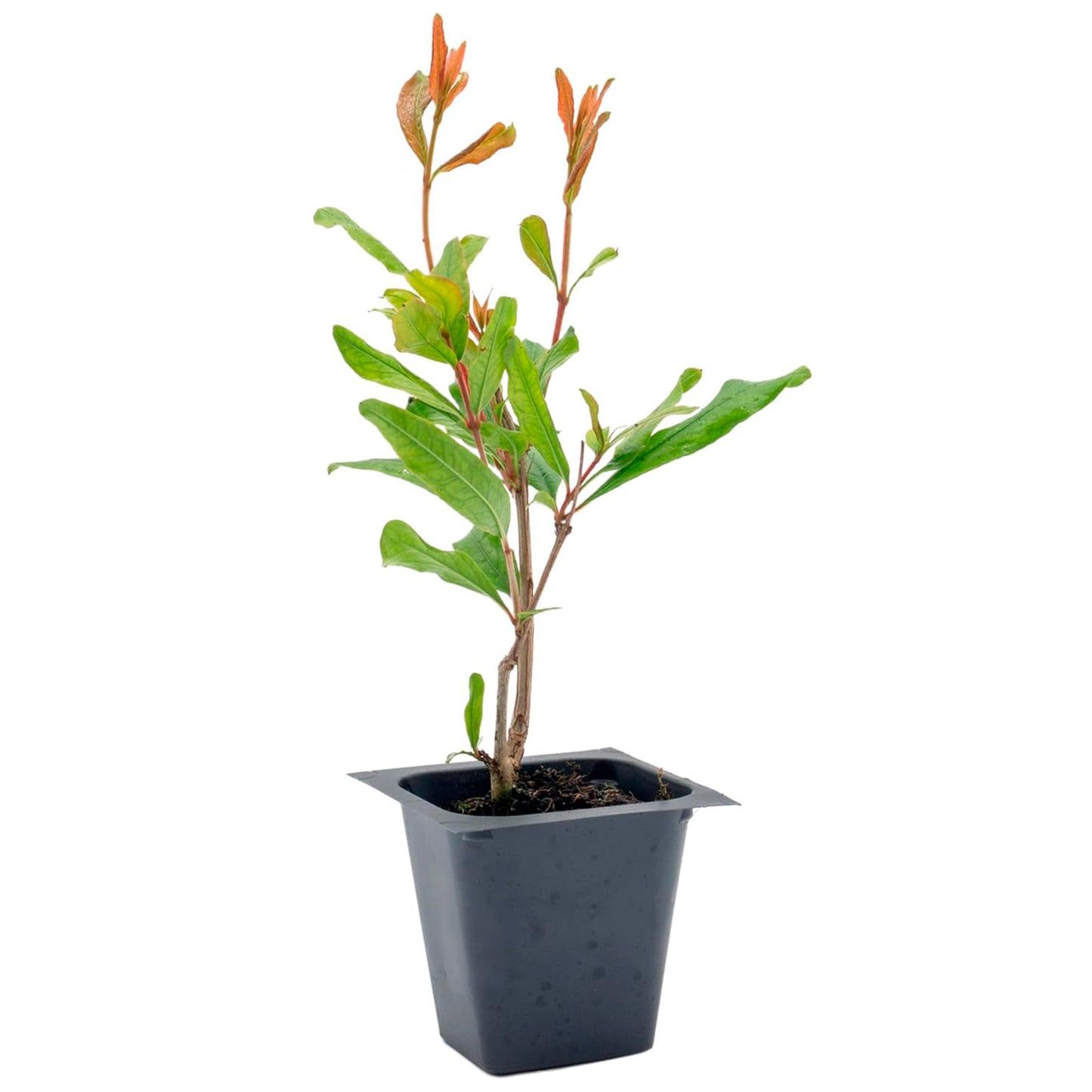 Pomegranate "Wonderful" Tree | Live Sapling in 2.5 Inch Nursery Cube | Punica Granatum 'Wonderful'