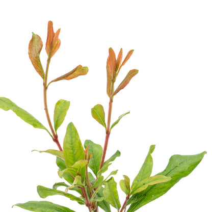 Pomegranate "Wonderful" Tree | Live Sapling in 2.5 Inch Nursery Cube | Punica Granatum 'Wonderful'