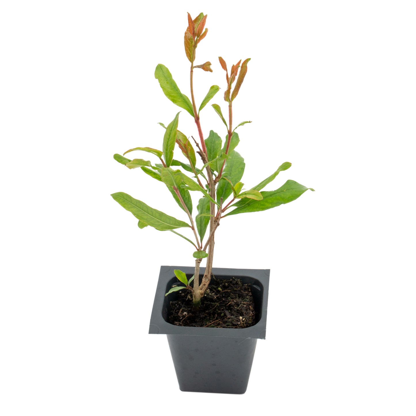Pomegranate "Wonderful" Tree | Live Sapling in 2.5 Inch Nursery Cube | Punica Granatum 'Wonderful'