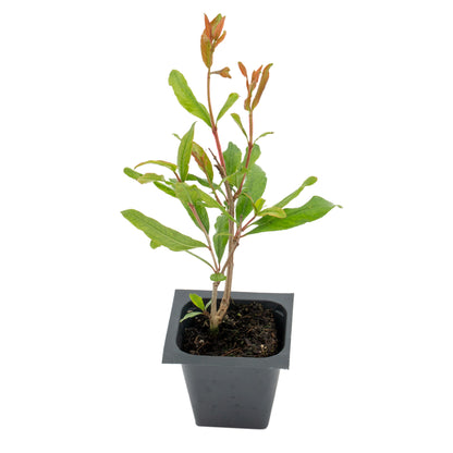 Pomegranate "Wonderful" Tree | Live Sapling in 2.5 Inch Nursery Cube | Punica Granatum 'Wonderful'
