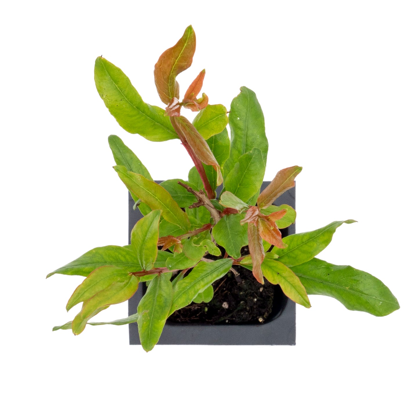 Pomegranate "Wonderful" Tree | Live Sapling in 2.5 Inch Nursery Cube | Punica Granatum 'Wonderful'