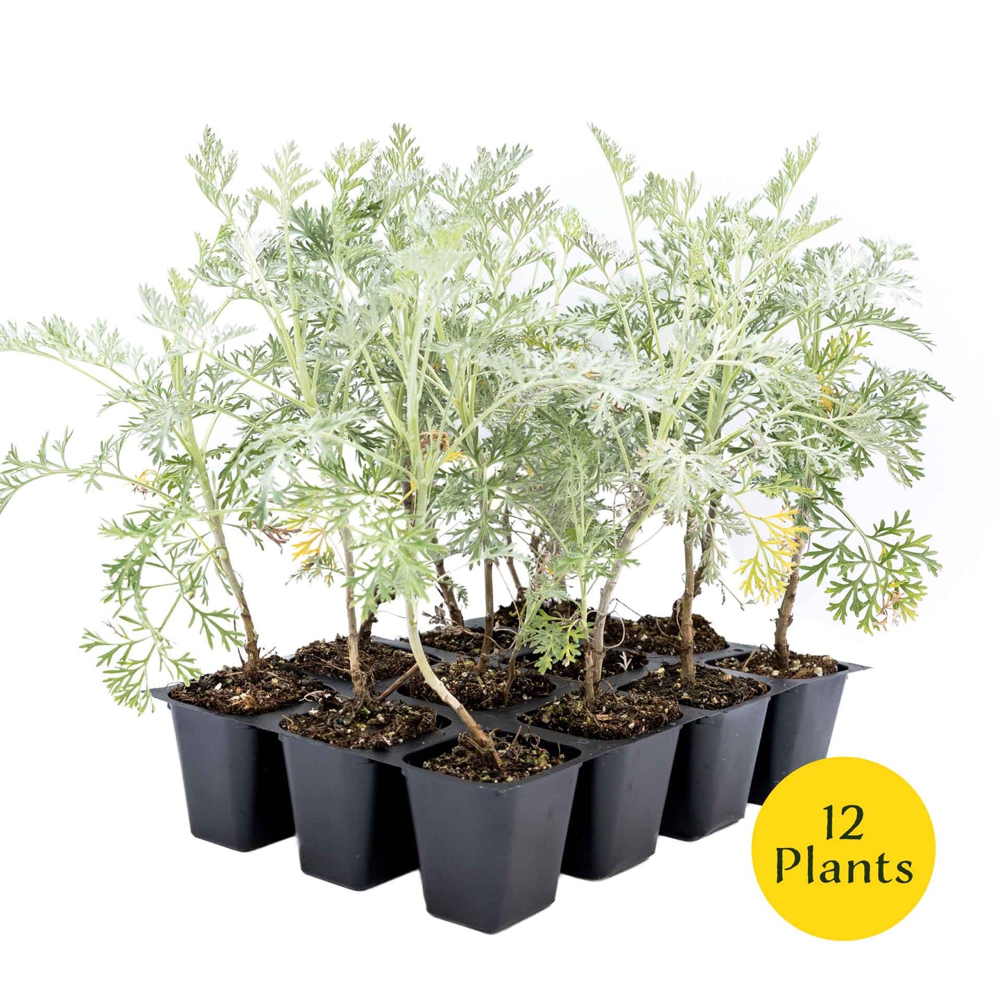 3 Powis Castle Wormwood, Live Plants in 2.5" Cubes (Artemisia 'Powis Castle') Evergreen Perennial Shrub with Finely Textured Silvery Foliage