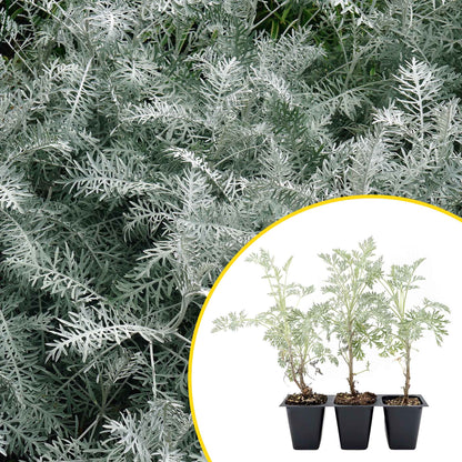 3 Powis Castle Wormwood, Live Plants in 2.5" Cubes (Artemisia 'Powis Castle') Evergreen Perennial Shrub with Finely Textured Silvery Foliage